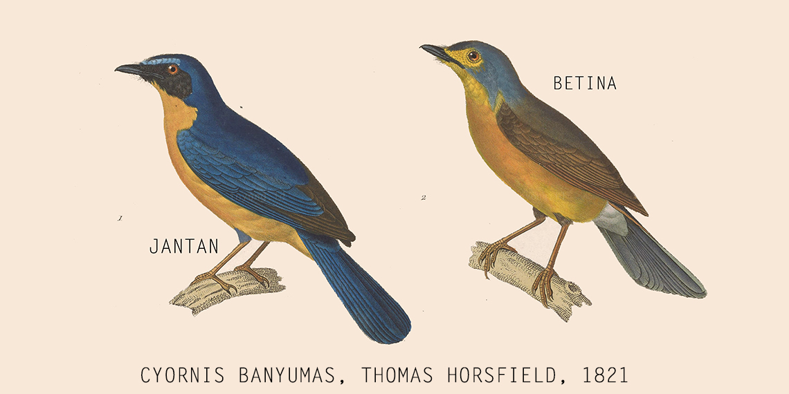 Mengenang Kejayaan Tledekan Gunung: Sang Primadona Kicau Era 90-an yang Kini Langka